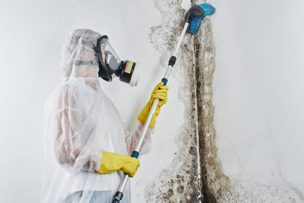 Certified Mold Removal in Keizer, OR