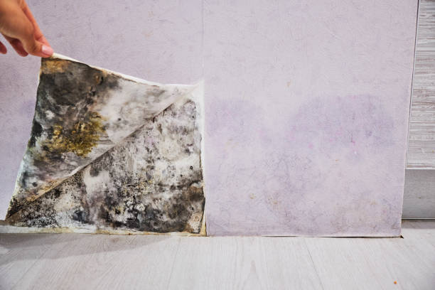 Professional Mold Removal in Keizer, OR